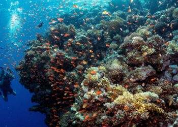 The business case for saving coral reefs