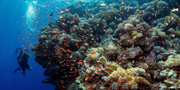 The business case for saving coral reefs