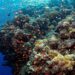 The business case for saving coral reefs