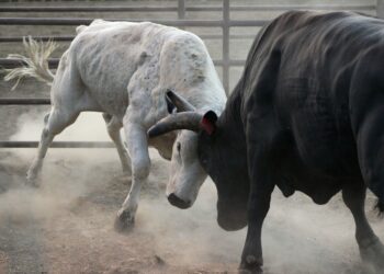 XRP Hits 7-Year High Above $3 as Large Holders Accumulate $3.8B of Tokens