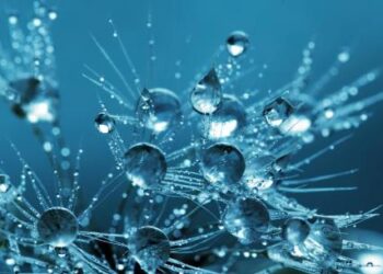 SUI Rallies 10% After Securing Deal With Trump Finance Arm