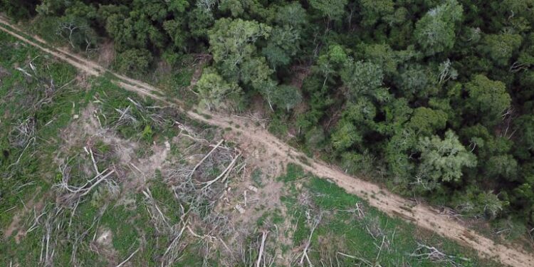 Rich nations fuel global biodiversity loss at ‘disproportionate’ scale, study finds