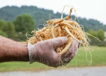 As US agroforestry grows, federal funding freeze leaves farmers in the lurch