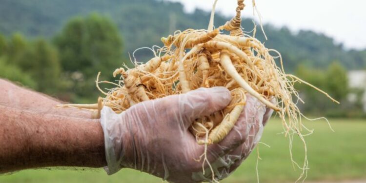 As US agroforestry grows, federal funding freeze leaves farmers in the lurch