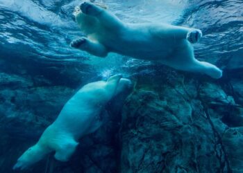 Bitcoin Drops Below $79K as Cryptos Plunge, Stock Futures Fall Another 5%