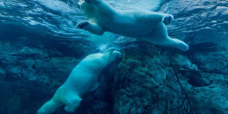 Bitcoin Drops Below $79K as Cryptos Plunge, Stock Futures Fall Another 5%