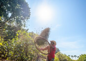 EUDR: 5 key traceability challenges for coffee