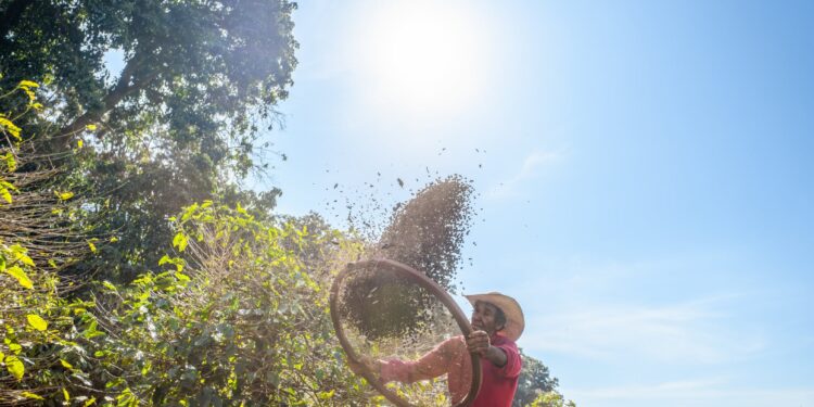 EUDR: 5 key traceability challenges for coffee