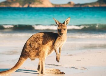 CFDs Broker AIMS Loses Its Australian Licence