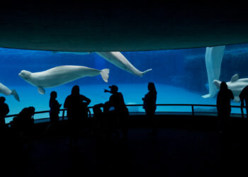 Shuttered Canadian Marine Park Warns It May Euthanize 30 Beluga Whales, Prompting a Global Outcry