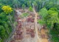 SBTi moves to delay deadline for deforestation-free supply chains
