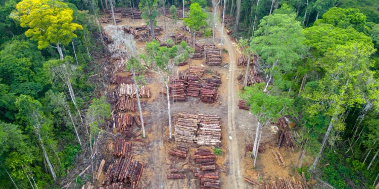 SBTi moves to delay deadline for deforestation-free supply chains
