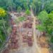 SBTi moves to delay deadline for deforestation-free supply chains