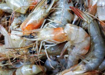 Foreign Food Safety Inspections Hit Historic Low After Trump Cuts