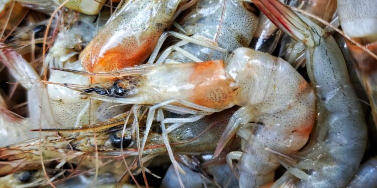 Foreign Food Safety Inspections Hit Historic Low After Trump Cuts