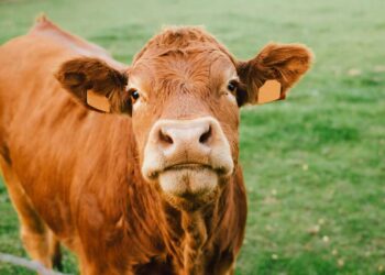 Cattle Bulls Taking Some Back on Friday