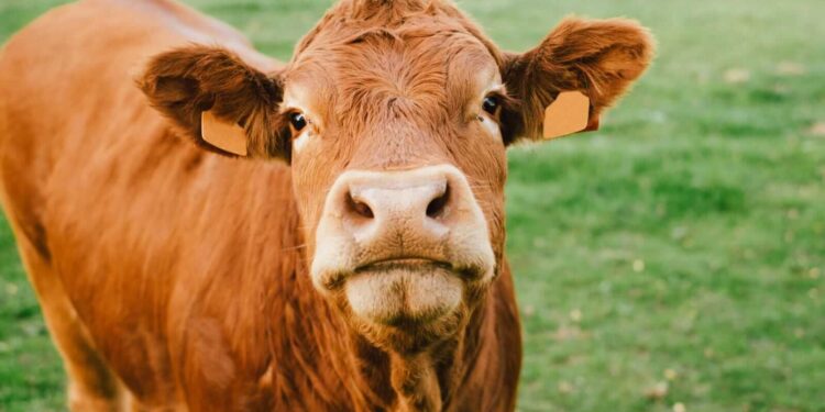 Cattle Bulls Taking Some Back on Friday