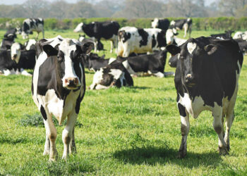 Cow Gallstones Are Now More Valuable Than Gold