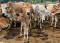 Cattle Look to Thursday After Wednesday Weakness