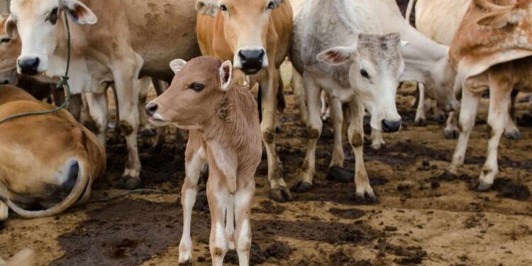 Cattle Look to Thursday After Wednesday Weakness