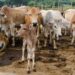 Cattle Look to Thursday After Wednesday Weakness