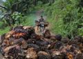 Indonesia tightens control over key commodities in major trade takeover, influencing global exports