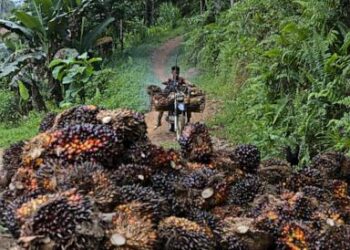 Indonesia tightens control over key commodities in major trade takeover, influencing global exports