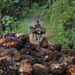 Indonesia tightens control over key commodities in major trade takeover, influencing global exports