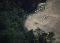 Tropical forest protection fund at risk after UK stalls on pledge