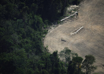 Tropical forest protection fund at risk after UK stalls on pledge