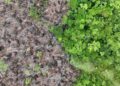 UK deforestation rules take step forward after a long delay