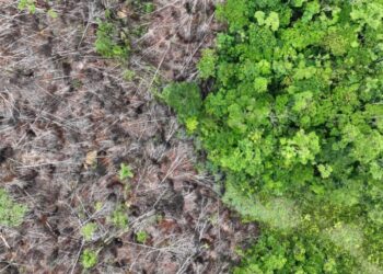 UK deforestation rules take step forward after a long delay