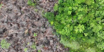 UK deforestation rules take step forward after a long delay