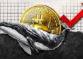 Bitcoin Whales Defy Volatility, Quietly Accumulate BTC at 17% Discount