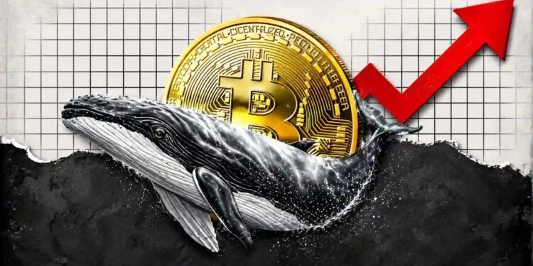 Bitcoin Whales Defy Volatility, Quietly Accumulate BTC at 17% Discount